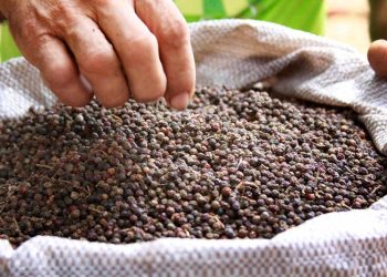 DP de Sooretama conclui investigação sobre furto de meia tonelada de pimenta