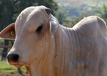 Viação de ônibus deve ser indenizada por dono de animais envolvidos em acidente