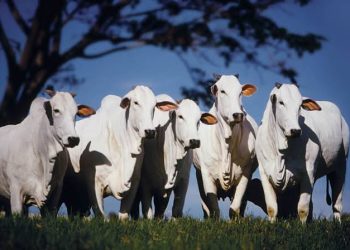 CNA pede urgência de recursos para garantir crédito rural subsidiado