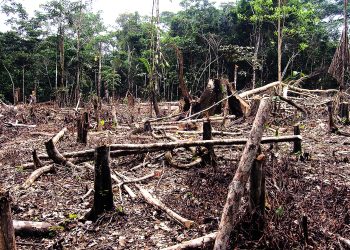 Majeski aciona MPF para apurar irregularidades ambientais em Domingos Martins e Santa Teresa