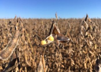 Seca no Sul diminui projeção da safra de soja em 4,2 milhões de toneladas