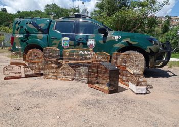 Operação “Asas Livres” do BPMA apreende 69 pássaros silvestres no Norte do estado