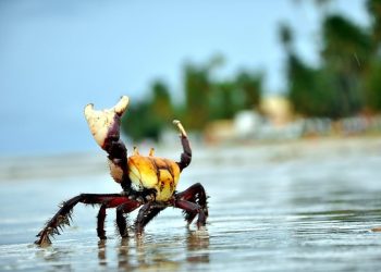 Terceira andada do caranguejo-uçá começa nesta quarta-feira