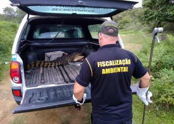 Fiscalização Ambiental resgata Jacaré no terminal de Jacaraípe