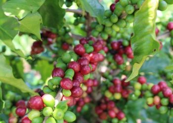 Escassez global de fertilizantes minerais impulsiona vendas de fertilizantes orgânicos