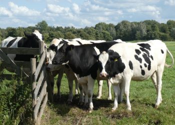 Campanha de vacinação contra febre aftosa é prorrogada no Espírito Santo