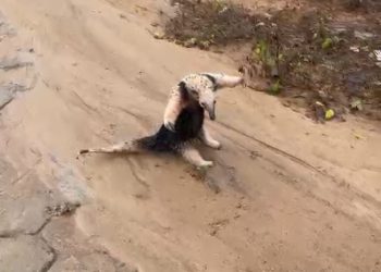 Animal silvestre aparece pela segunda vez em Pinheiros