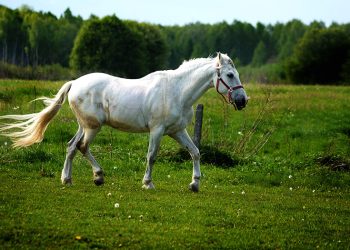 Homem acusado de furtar cavalo no ES deve pagar R$ 2.500 a proprietário