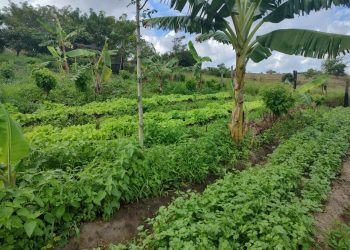 Projeto de incentivo à agroecologia faz a diferença para agricultores familiares no norte do Estado