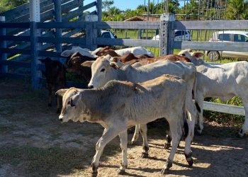 Atualização cadastral de rebanhos: faltam poucos dias para terminar o prazo