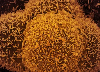 Nova subvariante da covid-19 é identificada em Mato Grosso