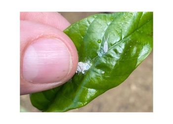 Incaper alerta sobre monitoramento de nova espécie de praga presente em lavouras de conilon