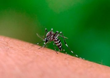 Vinte municípios capixabas receberão as primeiras doses de vacina contra dengue