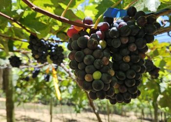 Cidade no ES desponta em cultivo de uvas para regiões quentes