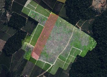 Polícia Ambiental flagra desmatamento de 6,14 hectares de vegetação em Nova Venécia