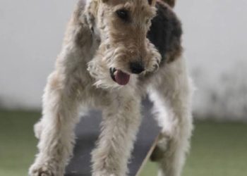 Projeto proíbe amarrar animal com fita em cirurgia