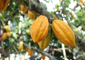 Linhares aumenta prazo de inscrições do processo Seletivo para distribuição de mudas de cacau