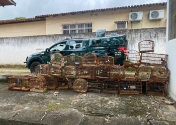 Polícia Ambiental resgata mais de 30 aves silvestre em Colatina
