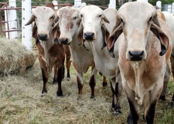 Calor: confira medidas para evitar estresse térmico em bovinos