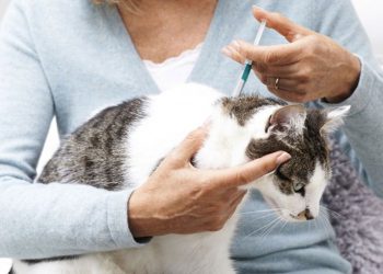 Deputada quer restringir uso remédio anticio em animais