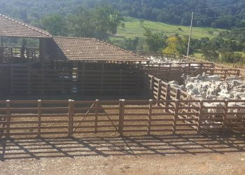 Polícia Civil recupera vacas e um bezerro furtados avaliados em R$ 15 mil