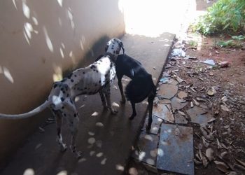 Mulher é presa por maus-tratos a animais no ES