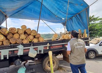 Idaf realiza operação conjunta com Polícia Ambiental para fiscalização de palmito em Colatina