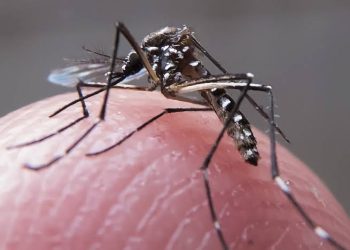 Casos de dengue já são 45% do total de 2023