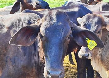 Espírito Santo passa por vigilância sorológica para febre aftosa