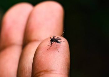 Crise da dengue no Espírito Santo: consequência da falta do saneamento