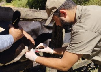 Espírito Santo é reconhecido nacionalmente como livre de febre aftosa sem vacinação