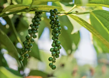 Prefeitura Municipal de Boa Esperança e Sindicato Rural oferecem curso de Tratos Culturais de Pimenta do Reino em parceria com o SENAR
