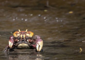 Terceiro período da andada do caranguejo-uçá ocorre na próxima semana