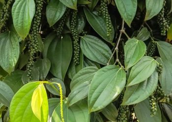 Pesquisas buscam aumentar tolerância do conilon e da pimenta-do-reino às mudanças climáticas