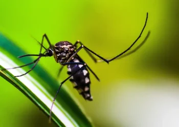 Brasil atinge 1,6 mil mortes confirmadas por dengue
