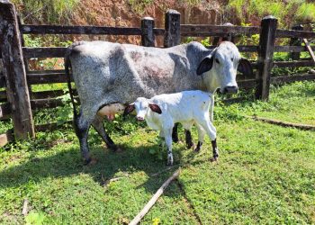 Primeiros bezerros do programa de melhoramento genético começam a nascer em Linhares