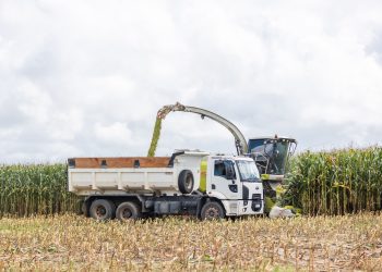 Nater Coop realiza segunda colheita do Programa de Silagem de Milho, em Boa Esperança