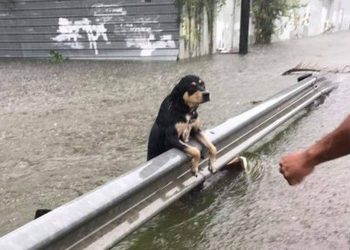 Deputados pedem atenção a animais nas enchentes