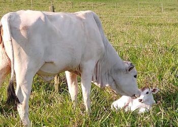 Atualização cadastral de rebanhos começa nesta quarta-feira