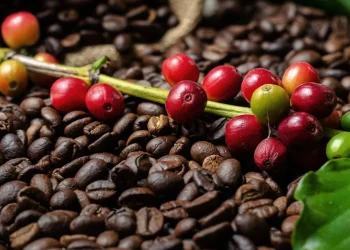 Cafés do Brasil tem receita bruta estimada em R$ 57,24 bilhões para o ano-cafeeiro 2024