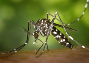 Chikungunya: saiba mais sobre a doença transmitida pelo Aedes Aegypti
