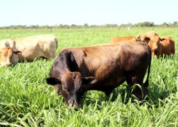 Nova linha de crédito vai apoiar produtores em conversão de pastagens