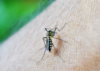 Brasil já tem mais de 3 milhões de casos de dengue em 2024