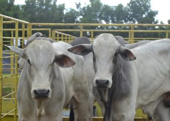 Feira facilita acesso de pecuaristas do norte capixaba a touros melhoradores