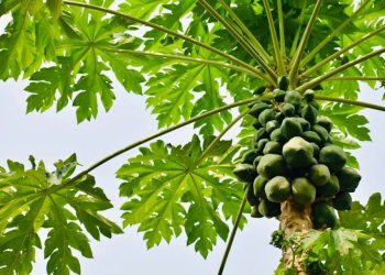 Espírito Santo é o maior produtor e exportador de mamão do Brasil