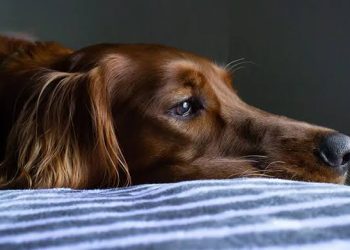 Ministério Público adota providências no caso do policial que matou dois cães no ES