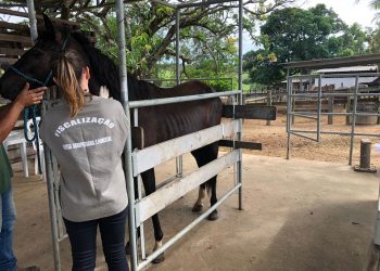 Inscrições abertas para habilitação de médicos-veterinários para colheita e envio de amostras para exame de mormo