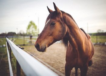 Idaf registra ocorrência de Encefalite Equina do Oeste (EEO) em município do Espírito Santo