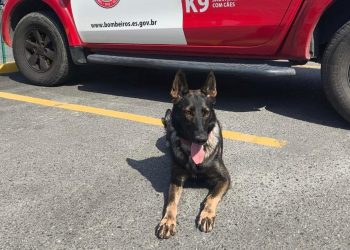 Cães do Corpo de Bombeiros do ES ajudam a encontrar corpo de adolescente no RS