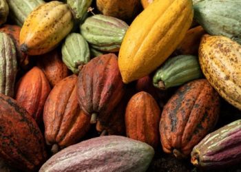 Cotação recorde do cacau favorece e estimula produtores capixabas